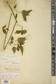 Type specimen at Edinburgh (E). Rusby, Henry: 1272. Barcode: E00894884.