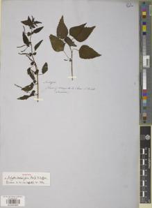 Type specimen at Edinburgh (E). Tweedie, John: . Barcode: E00894885.