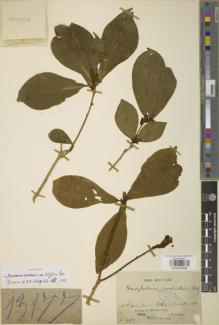 Type specimen at Edinburgh (E). Glaziou, Auguste: 13177. Barcode: E00894886.