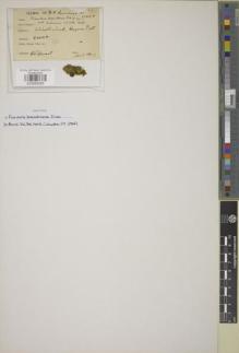 Type specimen at Edinburgh (E). Stewart, Ralph: 12456. Barcode: E00895265.