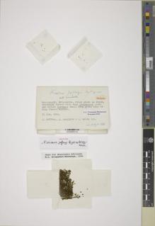 Type specimen at Edinburgh (E). Jeffrey, C.: 793. Barcode: E00895318.