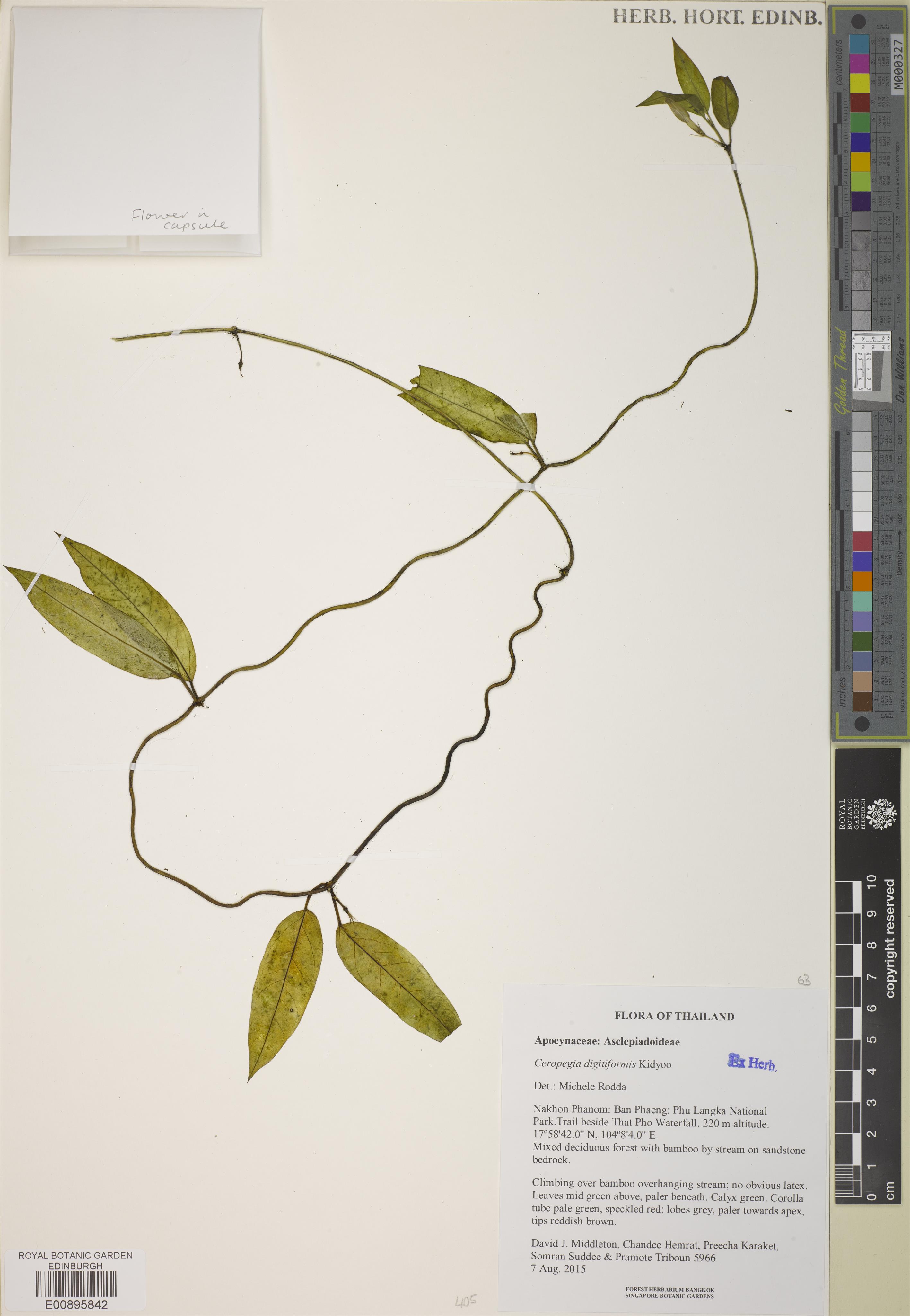 Ceropegia digitiformis