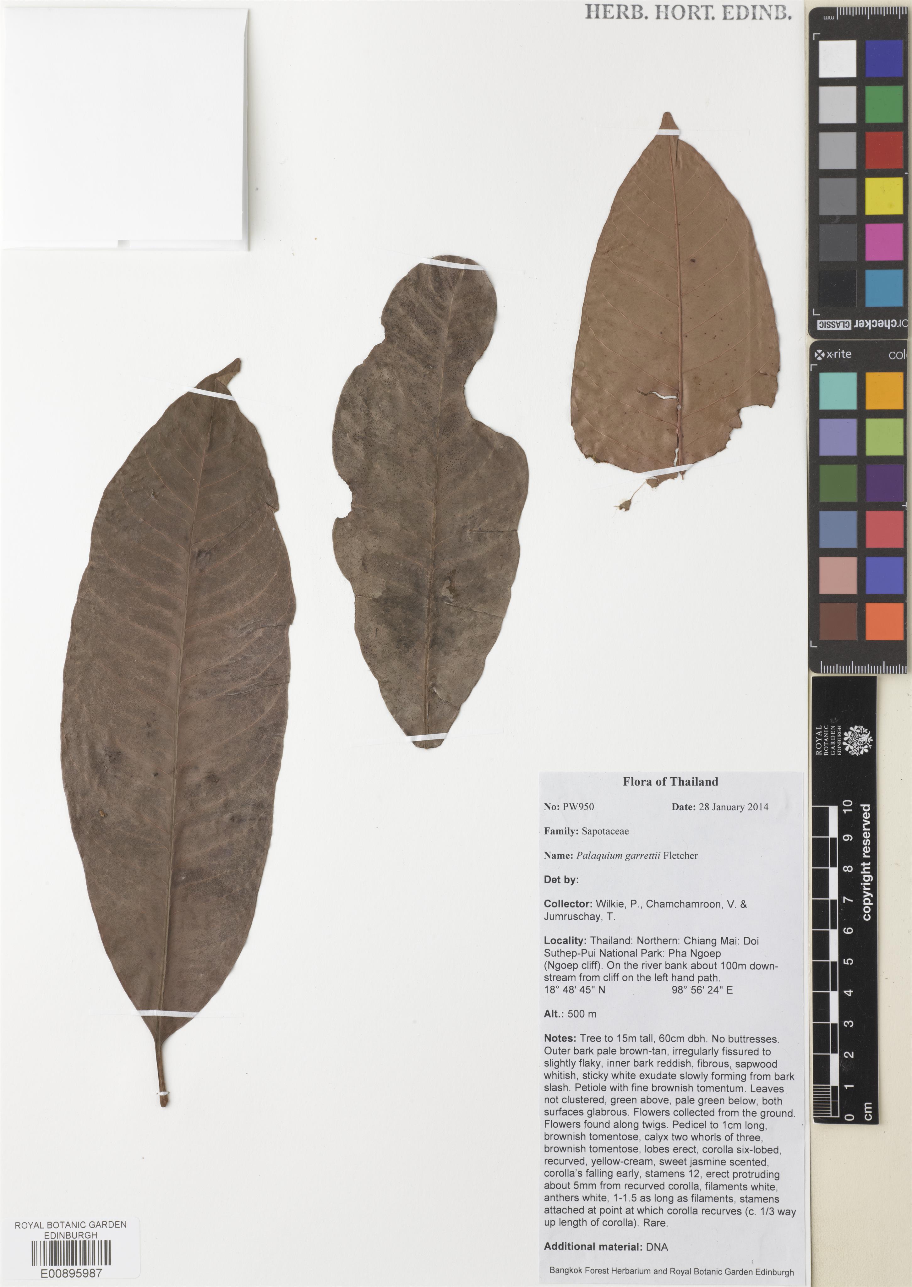 Palaquium garrettii (Palaquium garrettii)