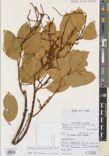 Sarcostigma kleinii — ảnh 3