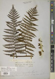 Type specimen at Edinburgh (E). Spruce, Richard: 3127. Barcode: E00901434.