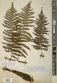 Type specimen at Edinburgh (E). Spruce, Richard: 3127. Barcode: E00901435.