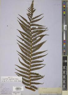 Type specimen at Edinburgh (E). Gardner, George: 5328. Barcode: E00901436.