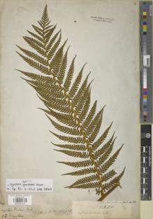 Type specimen at Edinburgh (E). Gardner, George: 5328. Barcode: E00901437.