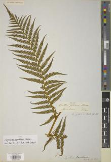 Type specimen at Edinburgh (E). Gardner, George: 5328. Barcode: E00901438.