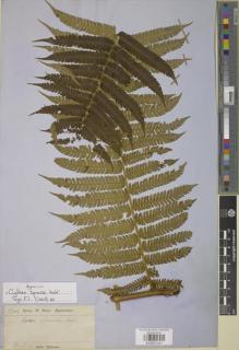 Type specimen at Edinburgh (E). Spruce, Richard: 5744. Barcode: E00901441.