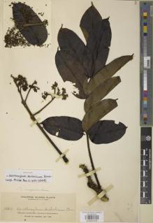 Type specimen at Edinburgh (E). Elmer, Adolph: 10217. Barcode: E00907476.