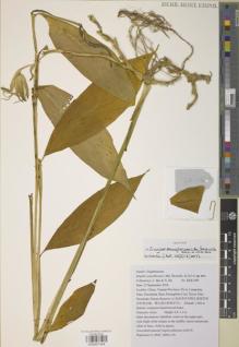 Type specimen at Edinburgh (E). Bai, L.; He, X.: BLK-008. Barcode: E00907494.