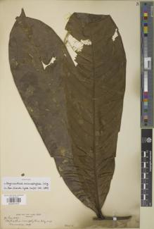 Type specimen at Edinburgh (E). Zenker, Georg: 1025. Barcode: E00907537.