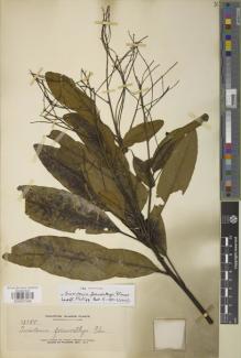 Type specimen at Edinburgh (E). Elmer, Adolph: 13155. Barcode: E00907546.