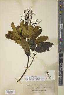 Type specimen at Edinburgh (E). Elmer, Adolph: 12982. Barcode: E00907547.
