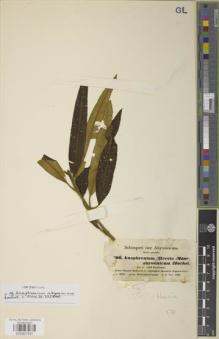 Type specimen at Edinburgh (E). Schimper, Georg: 706. Barcode: E00907551.