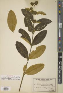 Type specimen at Edinburgh (E). Baum, Hugo: 941. Barcode: E00907552.