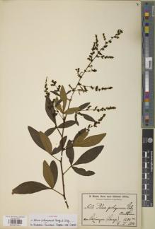 Type specimen at Edinburgh (E). Baum, Hugo: 638. Barcode: E00907553.