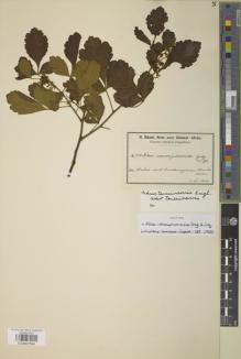 Type specimen at Edinburgh (E). Baum, Hugo: 744. Barcode: E00907554.