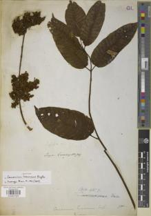 Type specimen at Edinburgh (E). Cuming, Hugh: 769. Barcode: E00907555.
