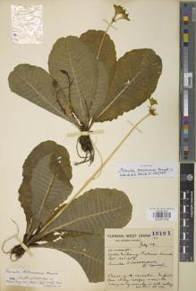 Type specimen at Edinburgh (E). Forrest, George: 18191. Barcode: E00907556.