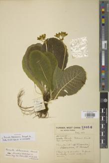 Type specimen at Edinburgh (E). Forrest, George: 18056. Barcode: E00907557.