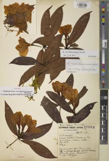 Type specimen at Edinburgh (E). Forrest, George: 17832. Barcode: E00907559.