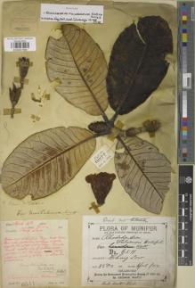 Type specimen at Edinburgh (E). Watt, George: 6511. Barcode: E00907560.