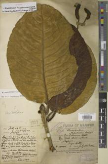 Type specimen at Edinburgh (E). Watt, George: 7344. Barcode: E00907562.