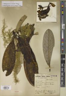 Type specimen at Edinburgh (E). Forrest, George: 17860. Barcode: E00907563.