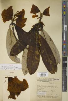 Type specimen at Edinburgh (E). Forrest, George: 18054. Barcode: E00907564.