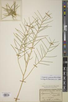 Type specimen at Edinburgh (E). Von Heldreich, Theodor: . Barcode: E00907571.
