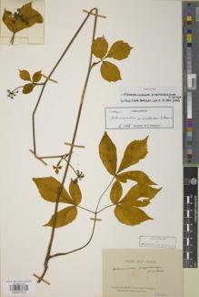 Type specimen at Edinburgh (E). Farges, Paul: . Barcode: E00907572.