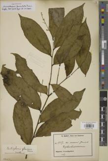 Type specimen at Edinburgh (E). Zenker, Georg: 1157. Barcode: E00907783.