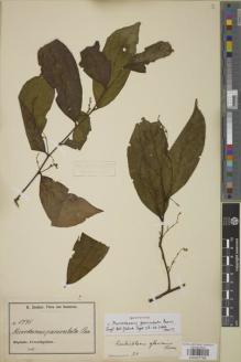 Type specimen at Edinburgh (E). Zenker, Georg: 1775. Barcode: E00907784.