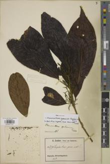 Type specimen at Edinburgh (E). Zenker, Georg: 3790. Barcode: E00907797.