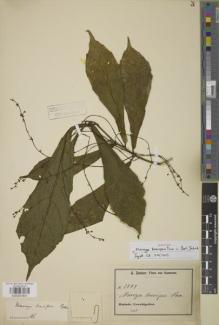 Type specimen at Edinburgh (E). Zenker, Georg: 1794. Barcode: E00907801.