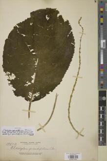 Type specimen at Edinburgh (E). Elmer, Adolph: 13872. Barcode: E00907804.