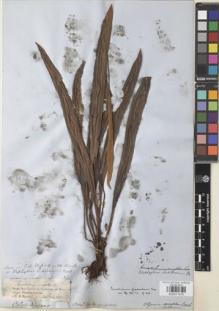 Type specimen at Edinburgh (E). Spruce, Richard: 2187. Barcode: E00911475.