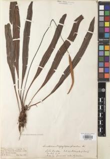 Type specimen at Edinburgh (E). Spruce, Richard: 2187. Barcode: E00911476.