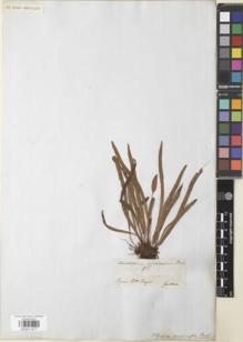 Type specimen at Edinburgh (E). Gardner, George: 98. Barcode: E00911477.