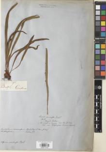 Type specimen at Edinburgh (E). Gardner, George: 98. Barcode: E00911478.