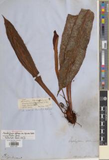 Type specimen at Edinburgh (E). Spruce, Richard: 2186. Barcode: E00911481.