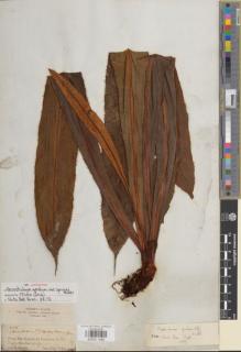 Type specimen at Edinburgh (E). Spruce, Richard: 2186. Barcode: E00911482.