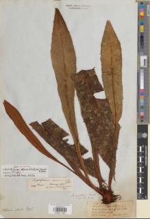 Type specimen at Edinburgh (E). Spruce, Richard: 2186. Barcode: E00911486.