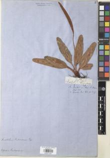 Type specimen at Edinburgh (E). Gardner, George: 93. Barcode: E00911541.