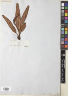 Type specimen at Edinburgh (E). Gardner, George: 93. Barcode: E00911542.