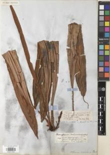 Type specimen at Edinburgh (E). Spruce, Richard: 2185. Barcode: E00911553.