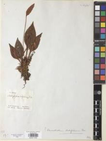 Type specimen at Edinburgh (E). Schomburgk, Robert: 449. Barcode: E00911559.