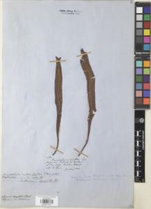 Type specimen at Edinburgh (E). Spruce, Richard: 2187. Barcode: E00911571.
